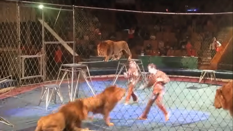 サーカス公演中に猛獣のライオンが調教師へ襲いかかった！！