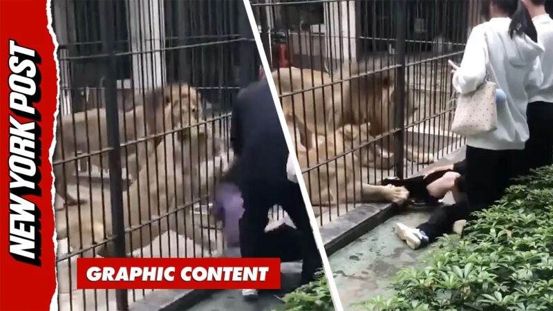 動物園で子供がライオンに襲われる恐ろしい瞬間がヤバすぎる！！