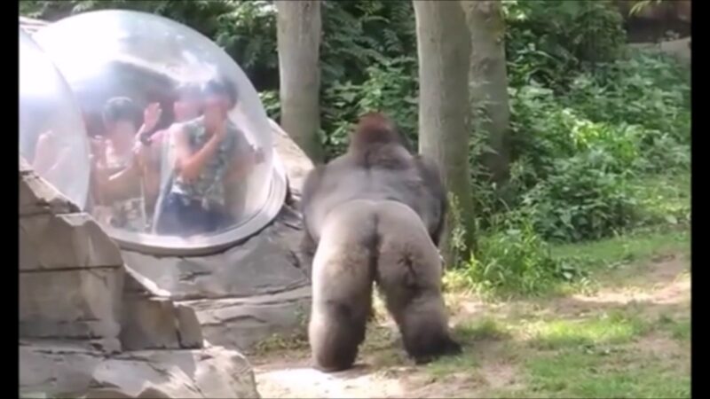 ゴリラを煽った結果・・強化ガラスに大きなひびが入る！！