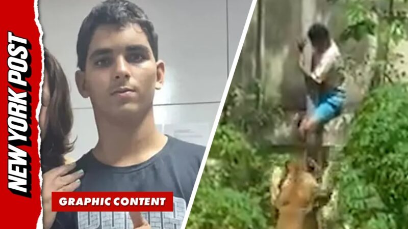 少年が動物園のライオンに襲われて死亡したようです！