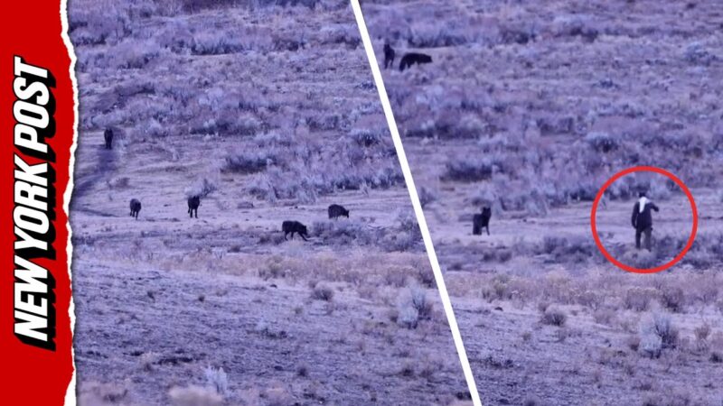 イエローストーンでハイカーがオオカミの群れに接近しすぎててヤバい！！