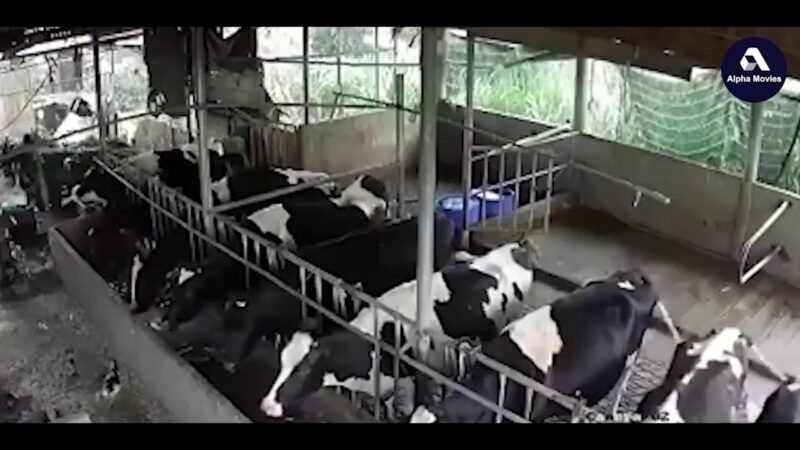 落雷で牛9頭の命が一瞬で無くなった恐怖の瞬間がコチラ！！