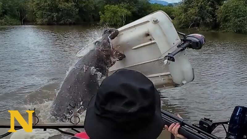 川で静止中の小舟を巨大カバが急襲して男性が吹き飛ばされる！