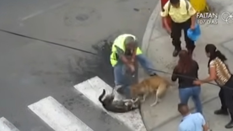 路上で突然ほかの犬に襲い掛かった猛犬ピットブルが怖すぎる！！