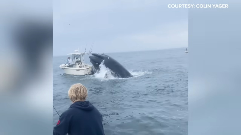 クジラがボートに激突して釣り人2人が海へ投げ出されてしまう！！